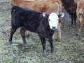 Thumbnail of b_P2120281.JPG