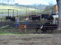 Thumbnail of b_P2120287.JPG