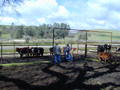Thumbnail of b_P2120289.JPG