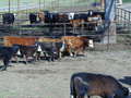 Thumbnail of b_P2120290.JPG