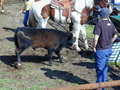 Thumbnail of b_P2120291.JPG