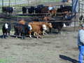 Thumbnail of b_P2120292.JPG