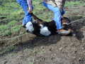Thumbnail of b_P2120309.JPG