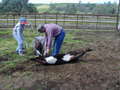 Thumbnail of b_P2120310.JPG