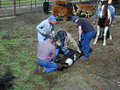 Thumbnail of b_P2120311.JPG