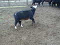 Thumbnail of b_P2120326.JPG