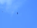 Thumbnail of b_P2120333.JPG
